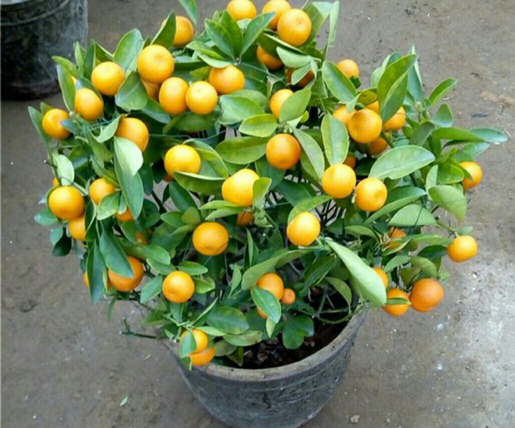 盆栽金桔掉叶掉果怎么办,盆栽金桔树冬天落叶落果