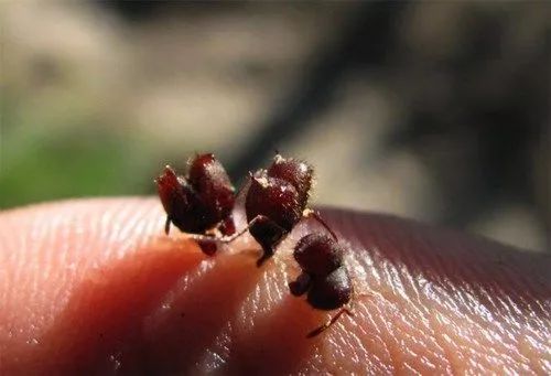 蚂蚁和蚂蚁之间是怎样沟通的呢,蚂蚁和米混在一起怎么拿出来