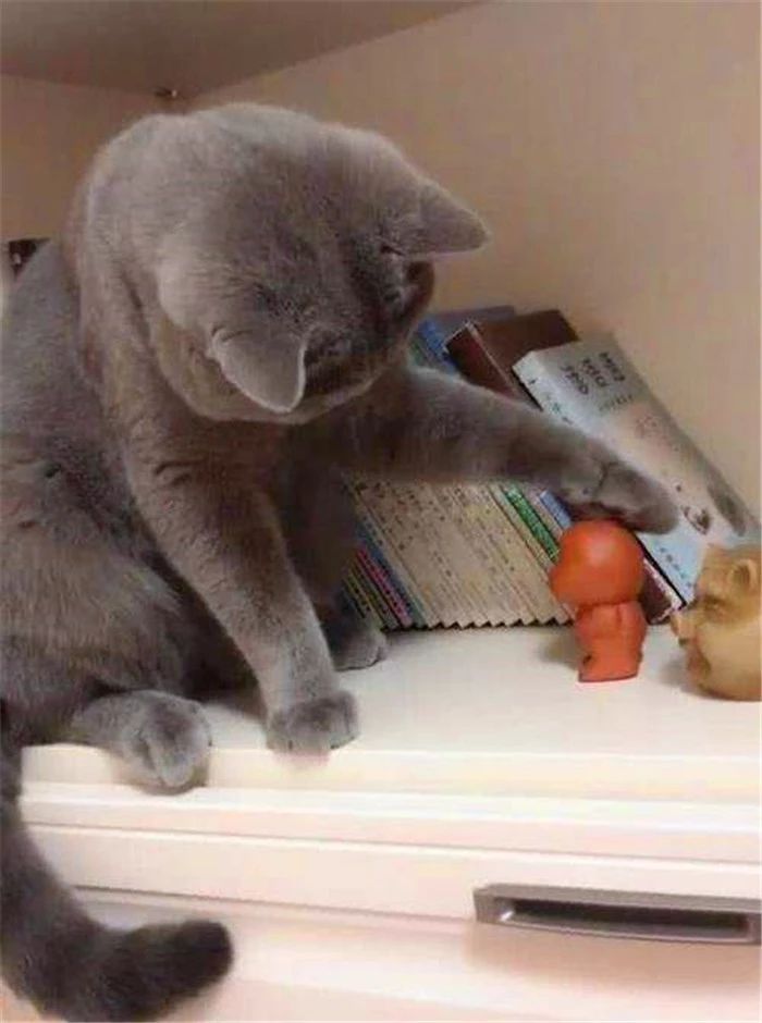 打猫教育,怎么打猫能让猫咪不能伤到你