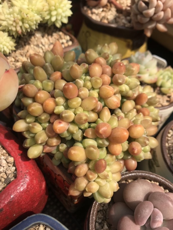 惊艳的韩国多肉,让人震撼的多肉