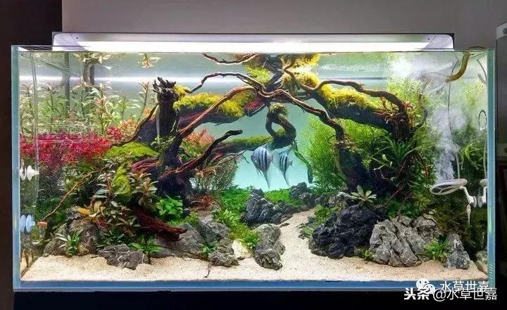 草缸常见10种藻类的解决方法,草缸藻类生物防治方法