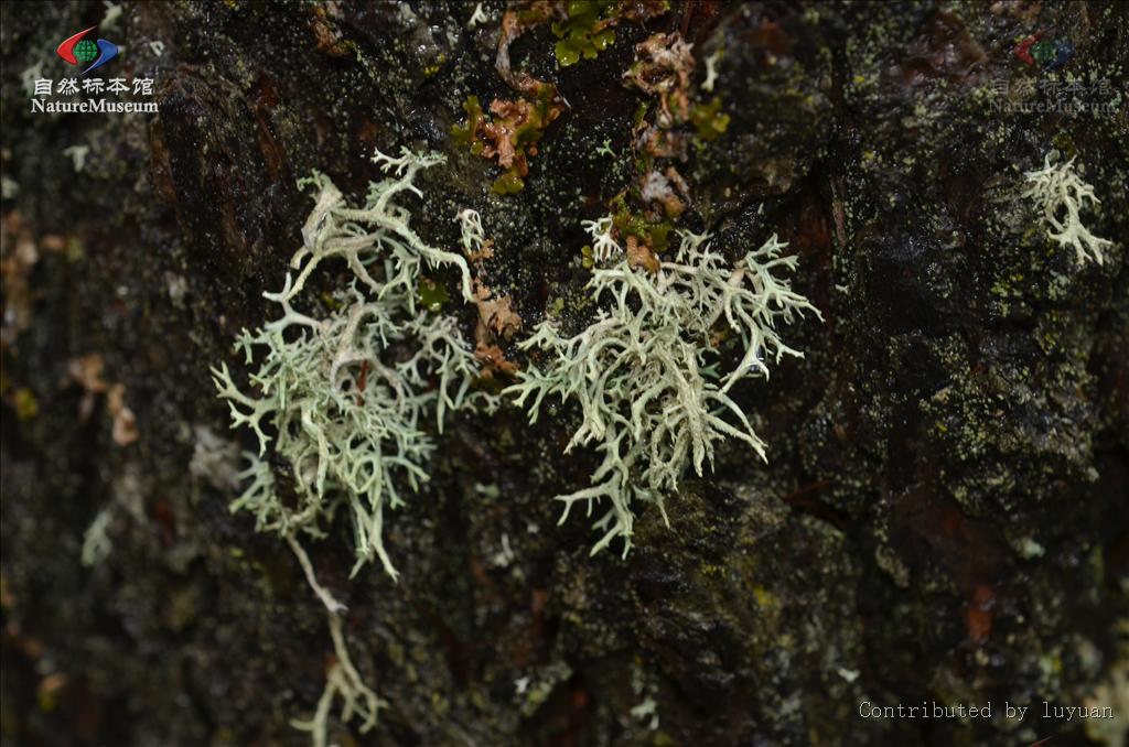 雪茶，见过吗？能清热解渴，醒脑安神