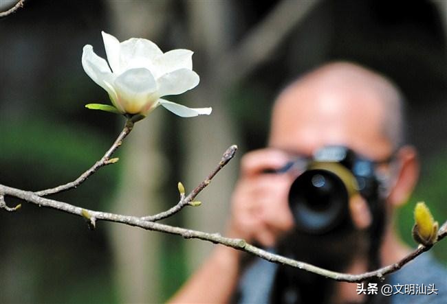 春满鮀城：“云”端繁花也醉人