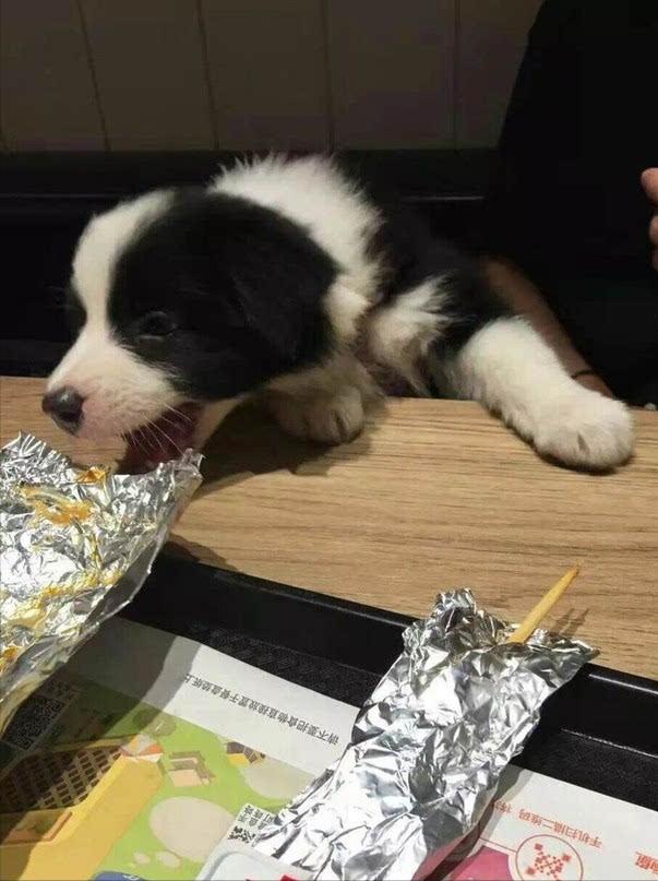 边牧不爱吃不运动,边牧突然不肯吃狗粮怎么办