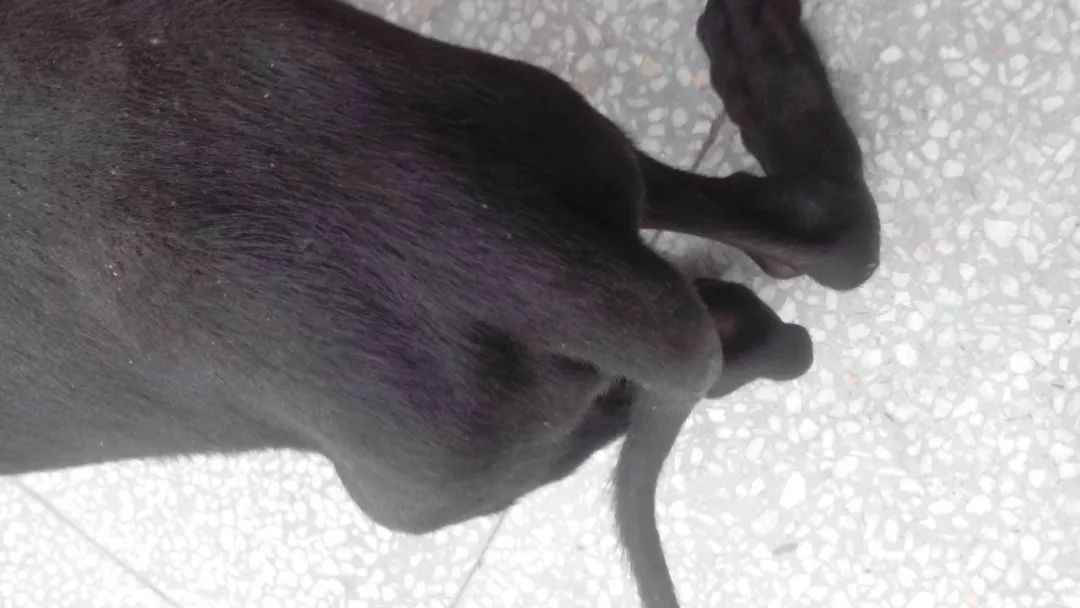 辟谣狗狗每年不需要打预防针,辟谣狗狗近亲