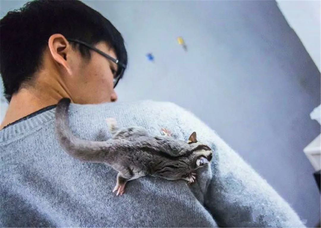 宿管查宿舍猫咪藏哪,宿管阿姨查寝看见猫咪