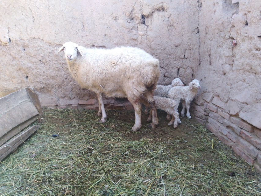 新生犊牛不吃代乳粉的原因,新出生的羔羊吃不饱怎么办