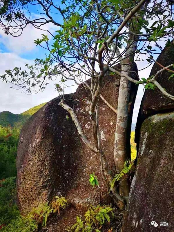温州居然有这么美的小众景点,温州青龙山风景区在哪里
