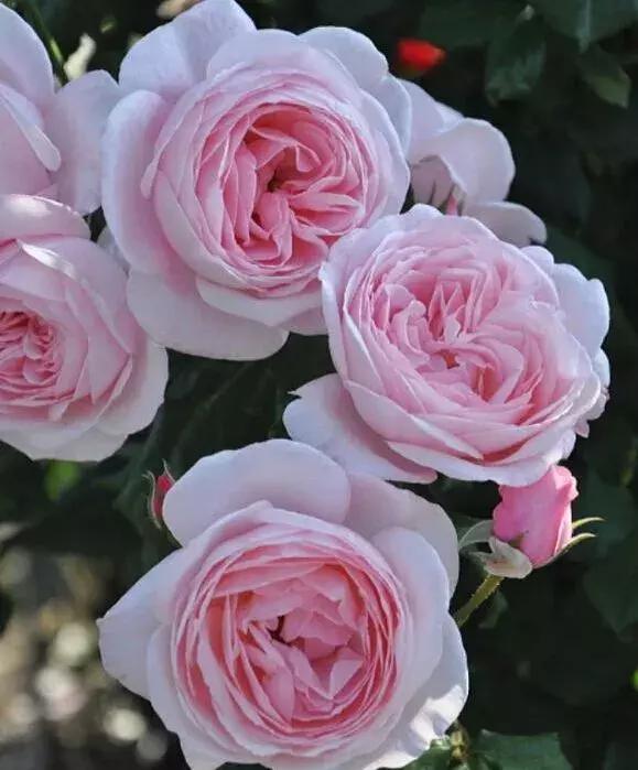 耐晒又香又好养的阳台月季,阳台月季好养吗