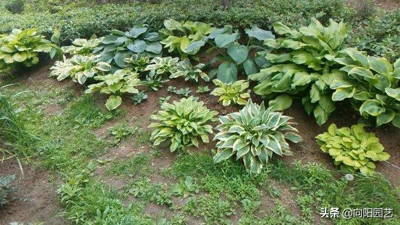 玉簪花不晒太阳可以开花吗,玉簪花是常绿植物吗