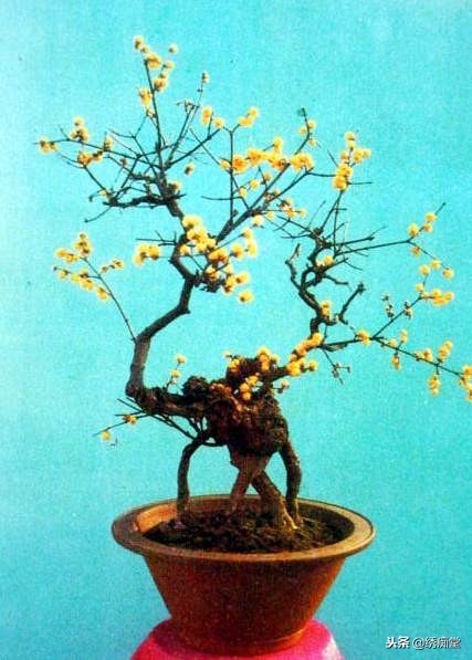 丛林式盆景欣赏,盆景欣赏及制作