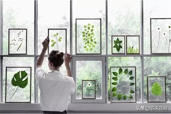 植物标本如何做简单又好看,植物能做什么手工