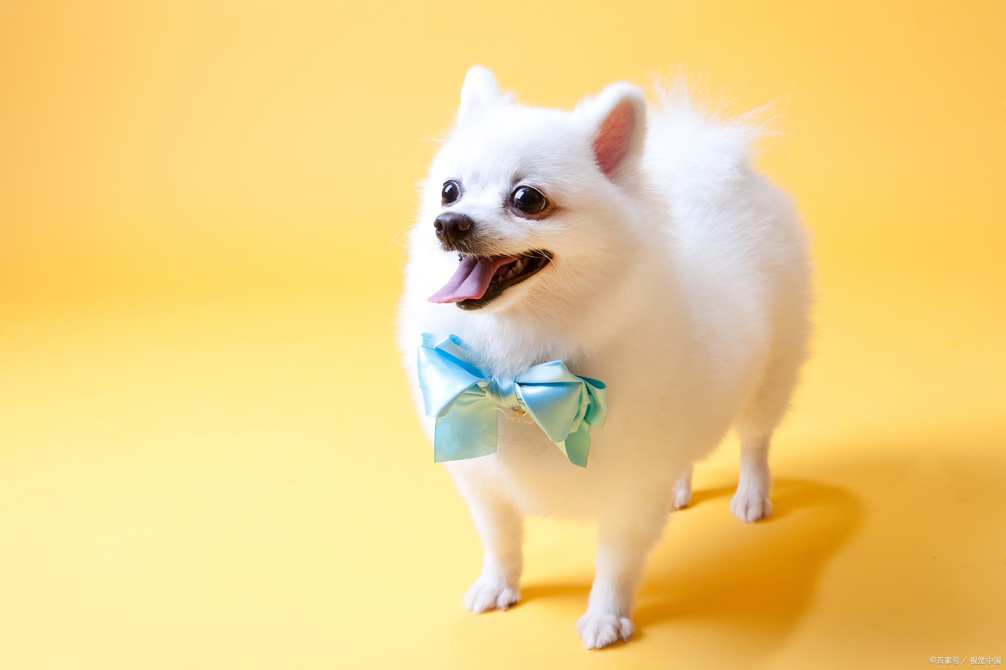 幼犬博美吃什么狗粮好？当然是营养全面，又好消化吸收的狗粮