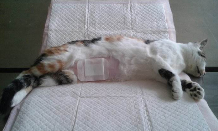 宠物术后肺水肿,宠物手术后伤口渗血怎么处理