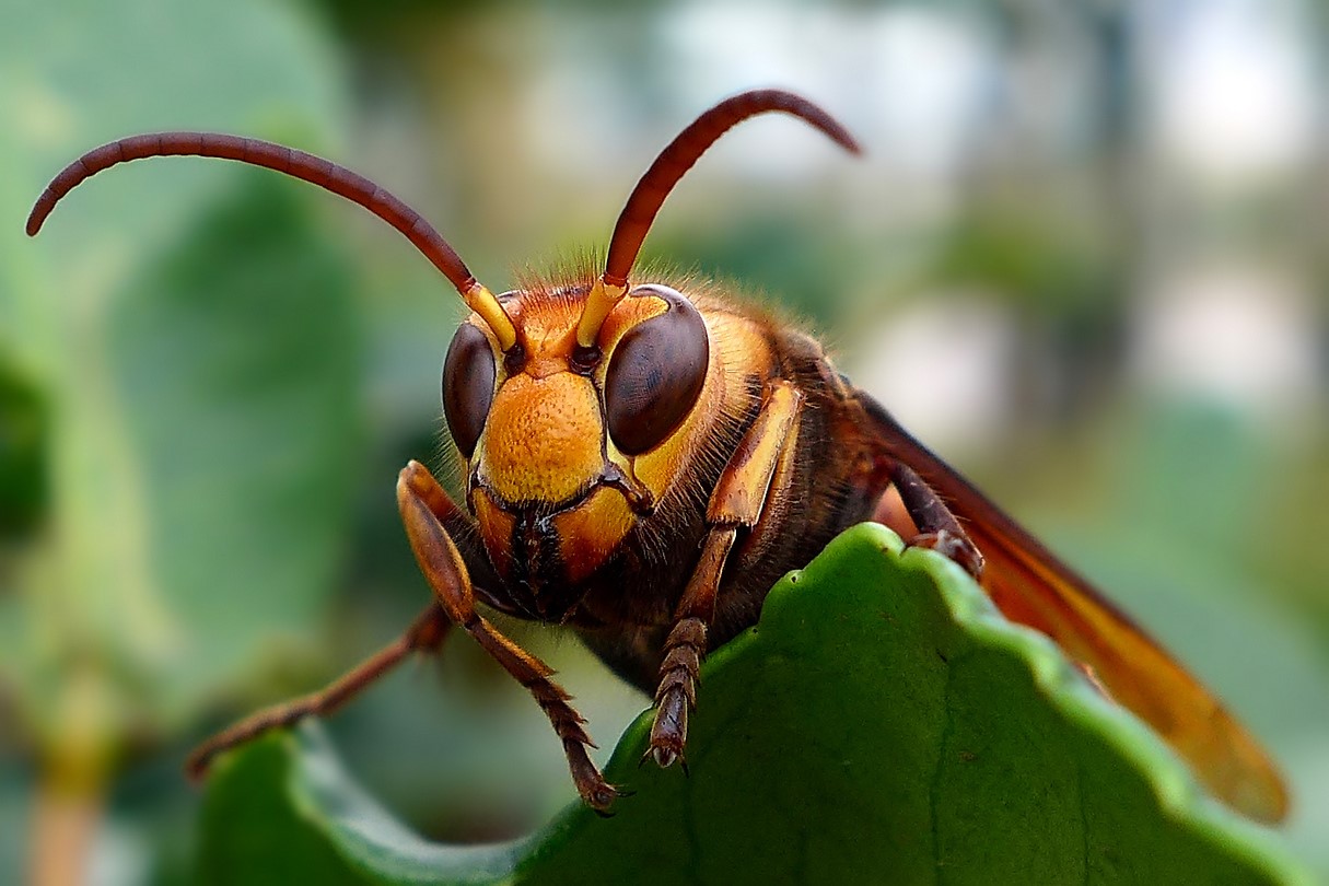 大黄蜂入侵,大黄蜂入侵法国