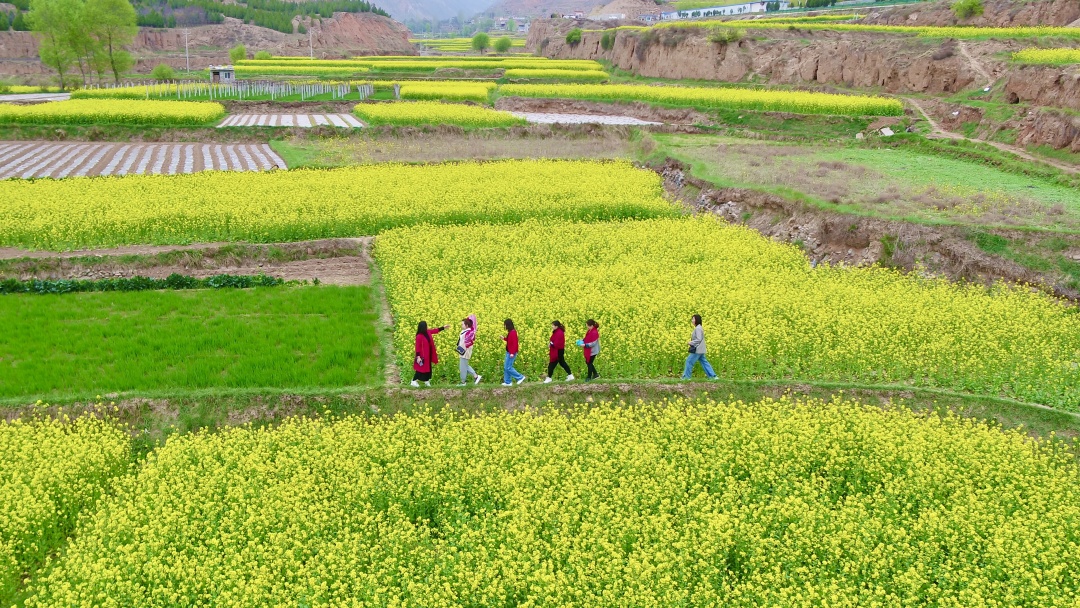 武山县油菜花旅游打卡地,天水武山滩歌油菜花海掠影