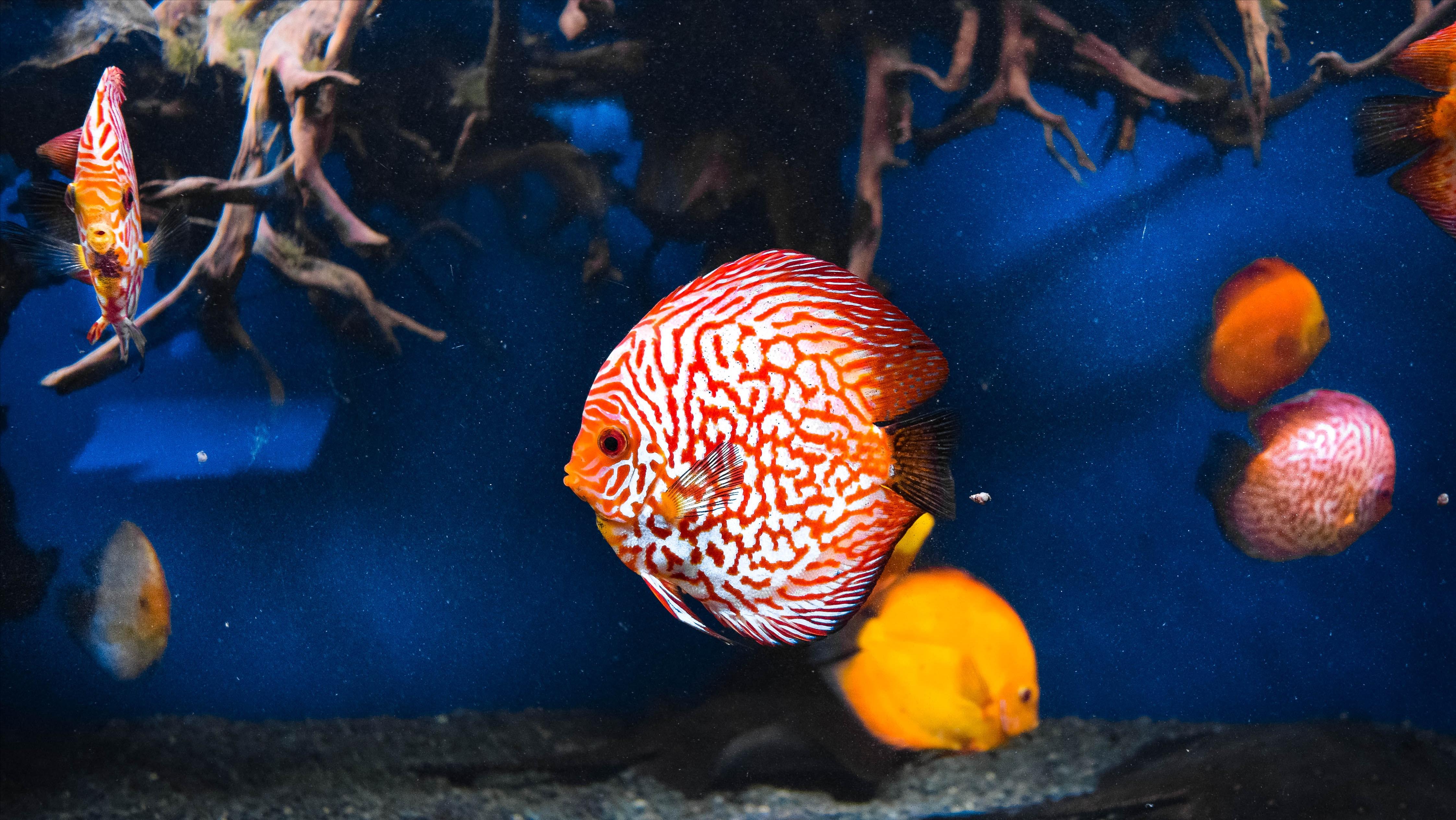 新手养鱼前的基础知识,新手养鱼必备基础知识