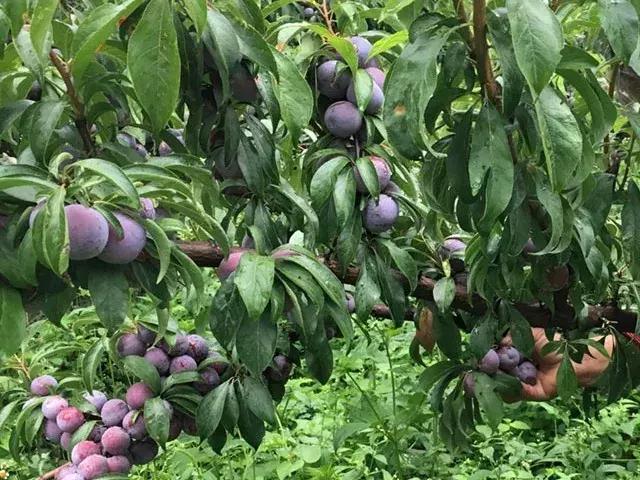 汶川最美紫宝石,汶川最美的紫宝石