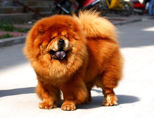 纯种松狮幼犬特征有哪些,如何挑选纯种松狮犬