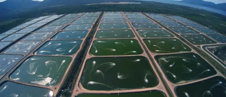 鲍鱼养殖致富经,人工养殖大鲍鱼