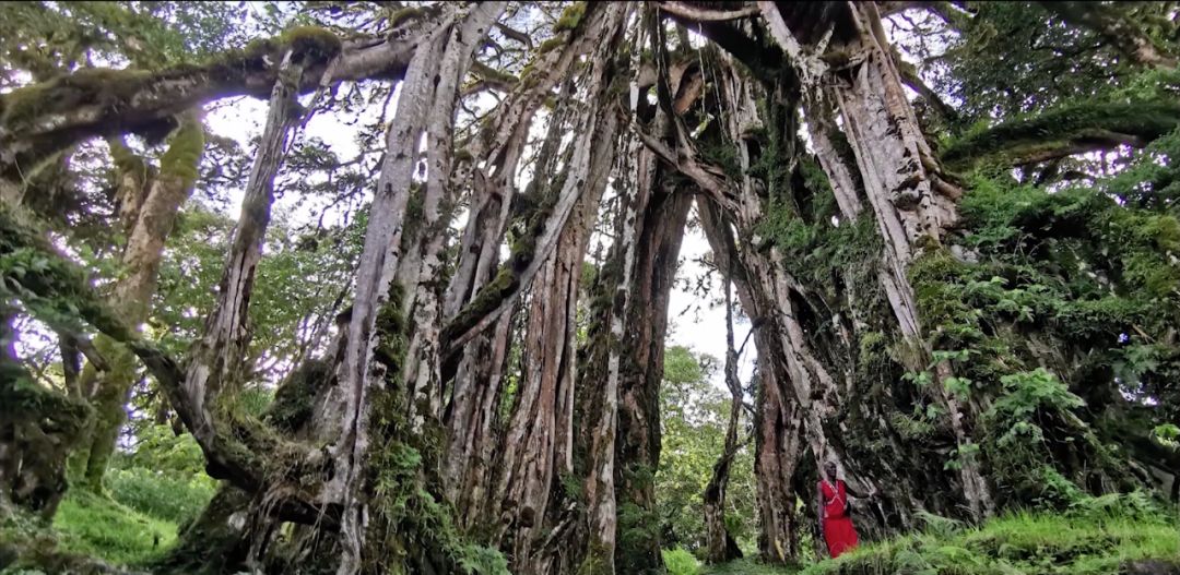 华为p30pro徕卡拍摄,华为p30pro徕卡