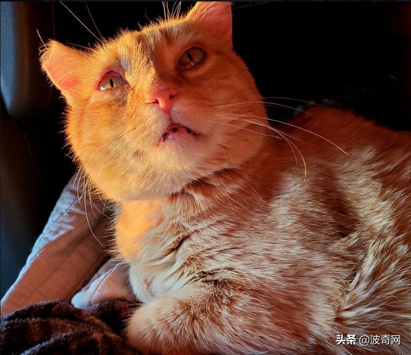 卡车司机收养流浪猫三只,卡车司机收养流浪猫抖音