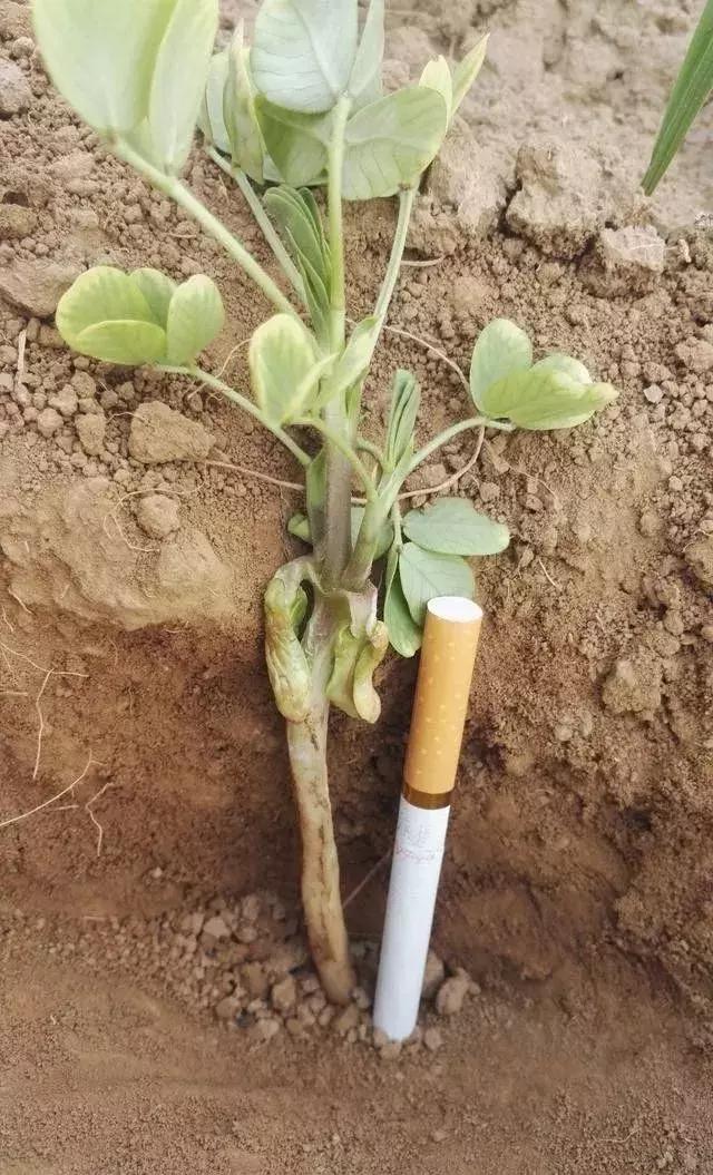 花生壮苗开花结果多,花生弱苗喷什么能壮苗