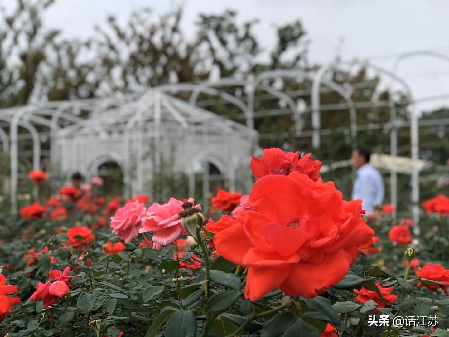 南京赏花的地方有哪里,南京赏花踏青