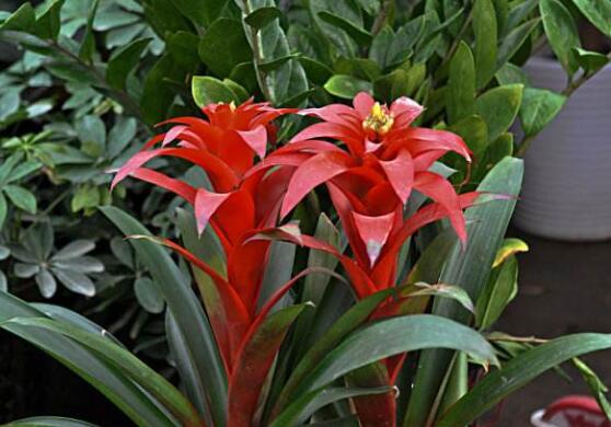 鸿运当头烂根,鸿运当头烂根如何挽救