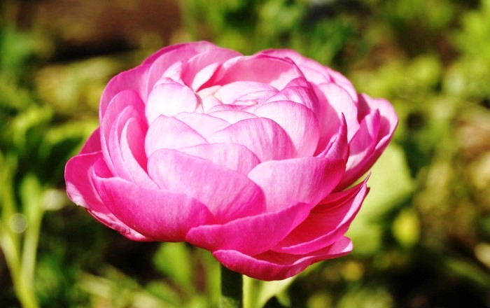 心灵鸡汤经典语录短句正能量,经典走心的心灵鸡汤语录句句精辟