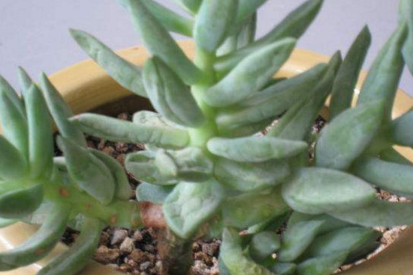 多肉千佛手叶片发蔫？这4种情况都有可能导致，看看如何解决！