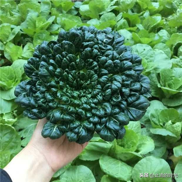 这些多肉有香味你都闻到过吗,这八种多肉每一个都是国宝级的