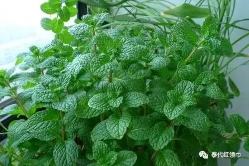 青草膏四季通用,滋润修复青草膏