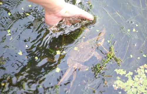 阳澄湖大闸蟹蟹黄蟹膏哪种好吃,去阳澄湖吃大闸蟹蟹黄