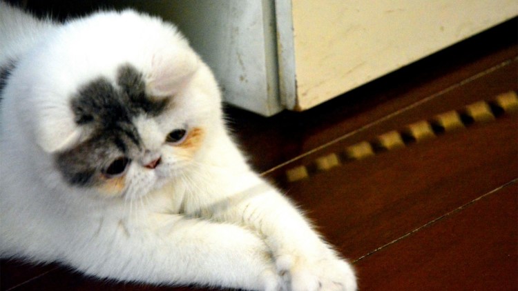 怎样给长毛猫咪洗澡能把毛洗柔顺,猫咪掉毛最好的方法