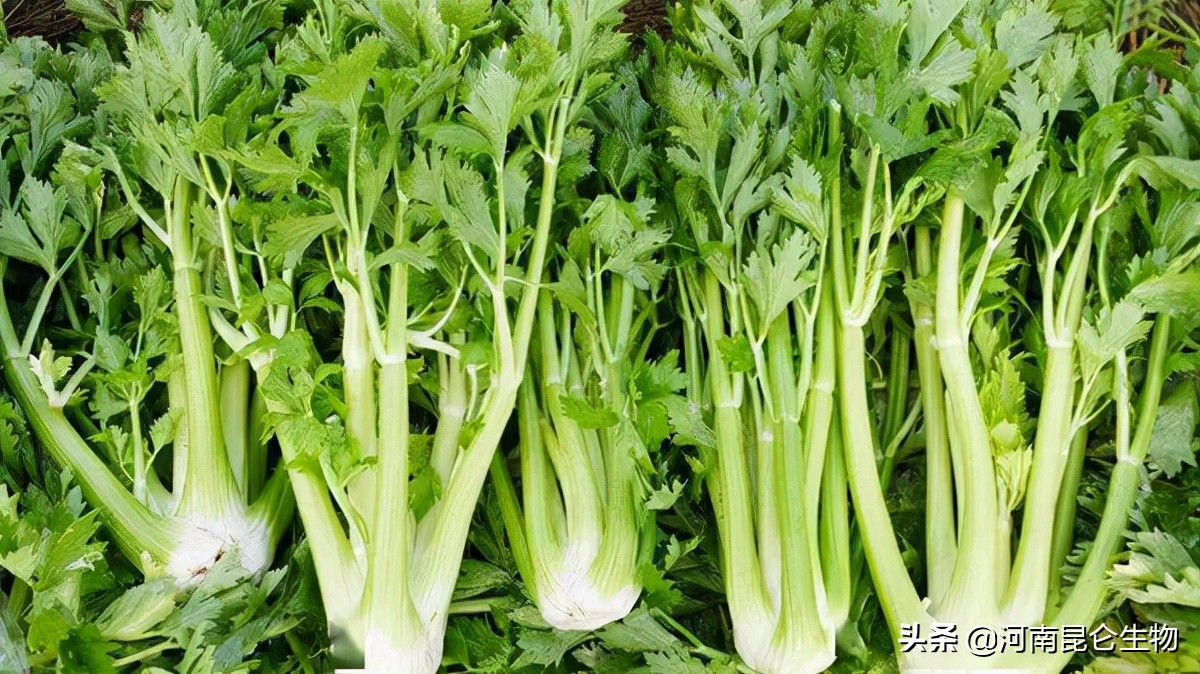 芹菜线虫病什么症状？芹菜根结线虫如何防治？芹菜增产施肥管理