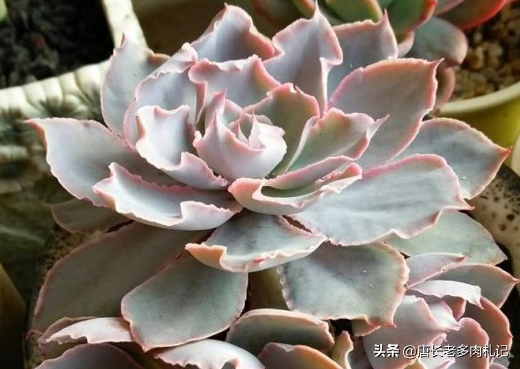 包菜类的多肉哪个品种比较耐热,佛罗伦萨和晚霞之舞多肉