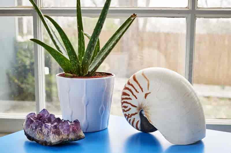 耐阴多肉植物室内,30种耐阴植物室内盆栽