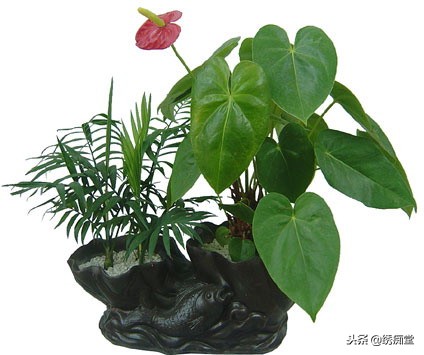 丛林式盆景欣赏,盆景欣赏及制作