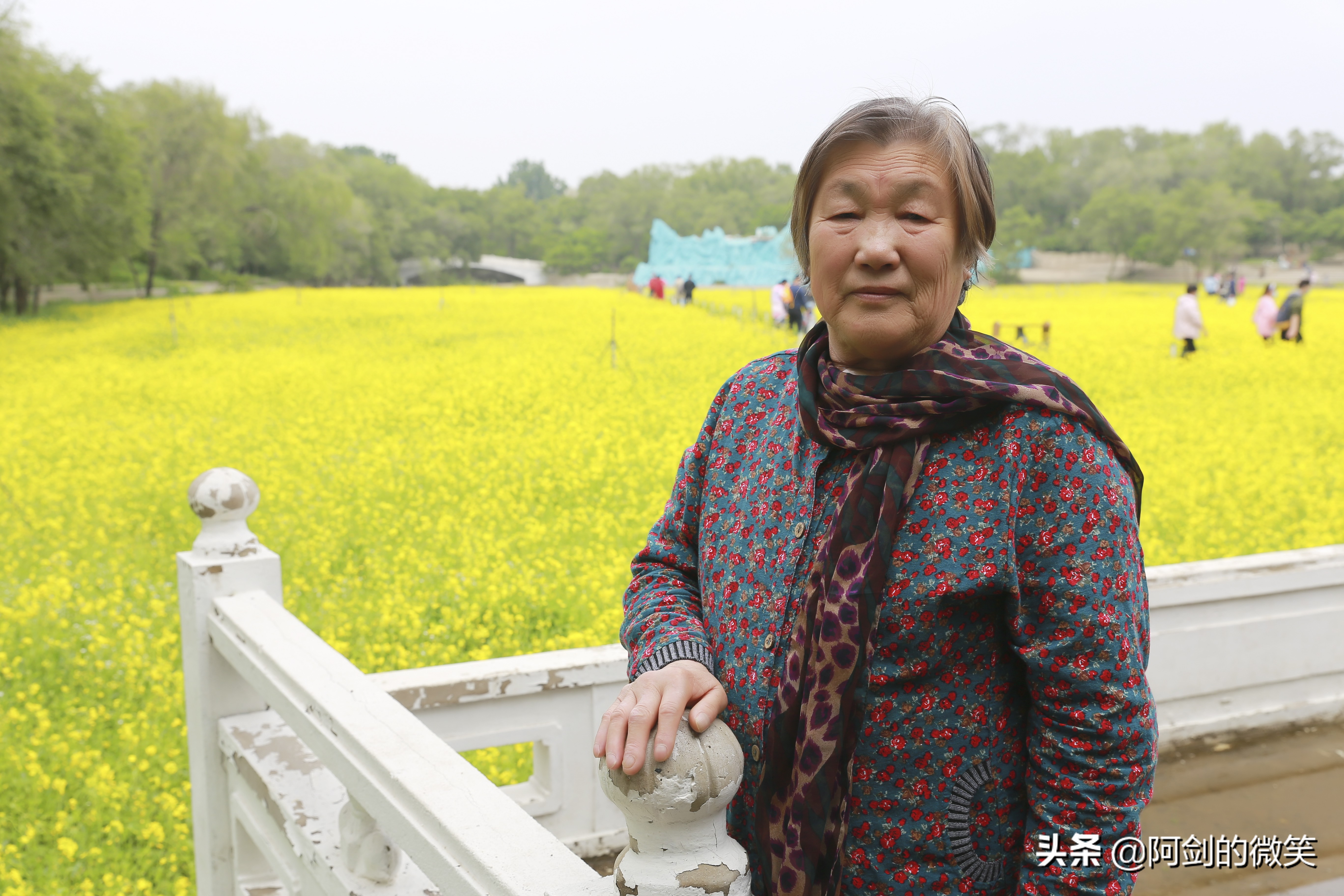 沈阳十一假期哪里有花海,沈阳玫瑰小镇温泉花海两日游