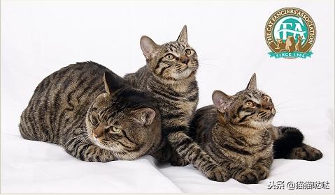 养猫新手买猫注意什么,新手养猫和买猫的注意事项