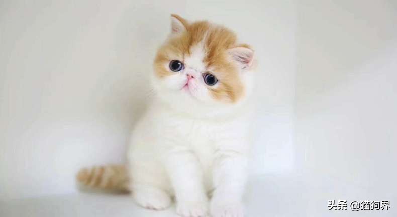 对付猫咪掉毛,如何应对猫咪