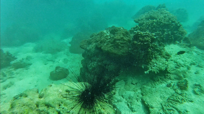 三亚一日游必买的婚纱 (三亚婚纱旅拍攻略)