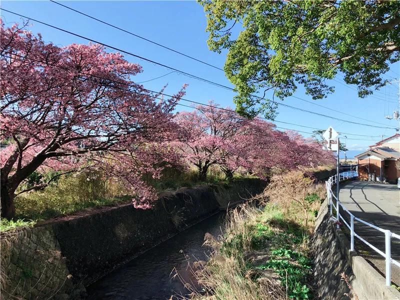 日本买口罩的经历,现在去日本买口罩靠谱吗