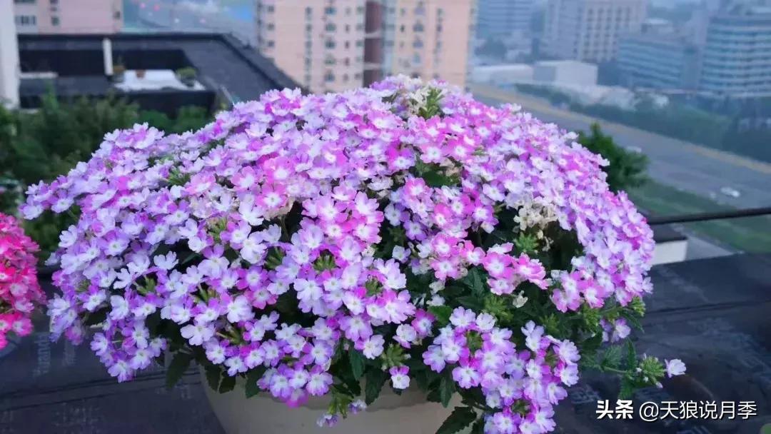 露台打造花海,她用10年改造庭院