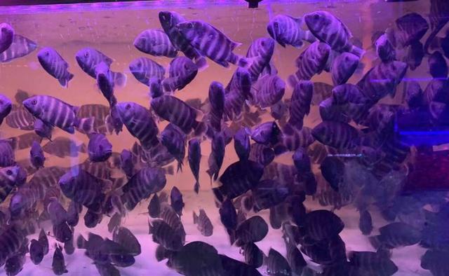 最嘴贱的观赏鱼,嘴很贱的观赏鱼有哪些