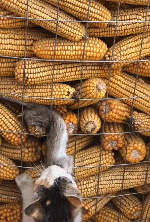 真实版黑猫警长抓老鼠,抓老鼠玩黑猫警长