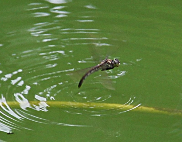 蜻蜓有什么特别的现象,很多蜻蜓飞是什么征兆