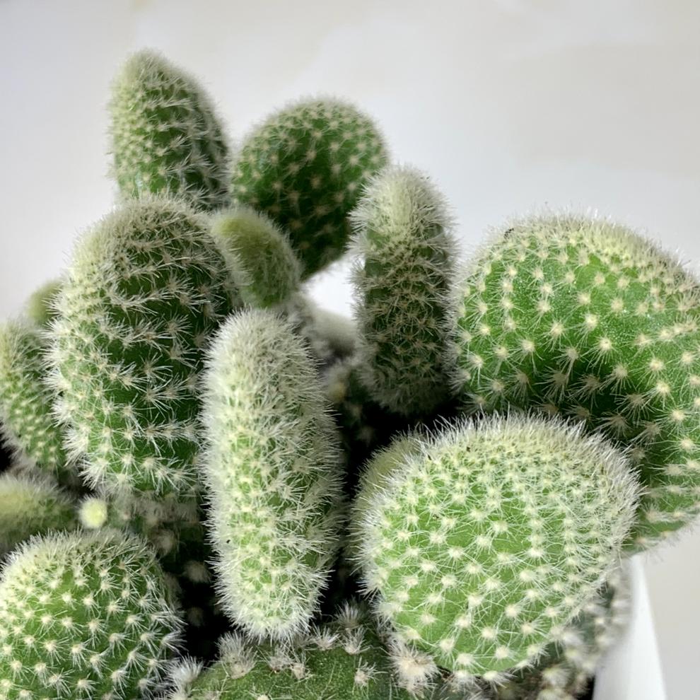 仙人掌100种图片大全,仙人掌开花的美图