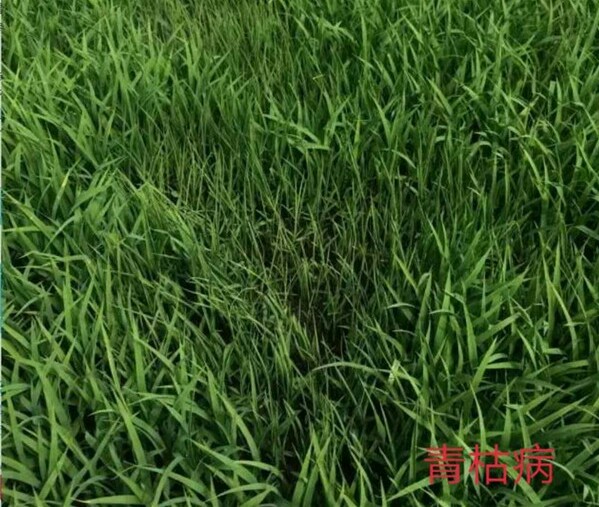 怎样除水稻苗床的地下害虫,防治水稻病虫害用哪些农药